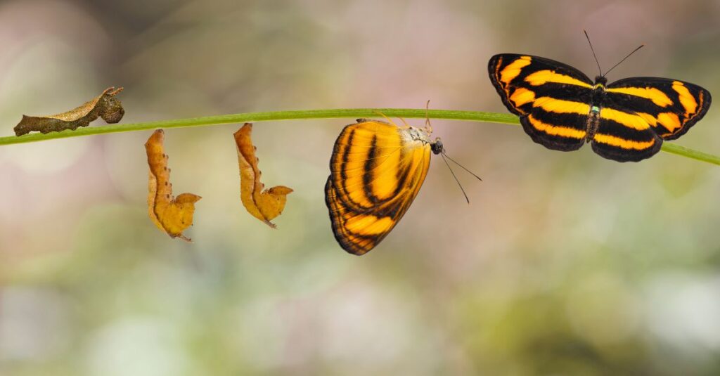 Transformation eines Schmetterlings